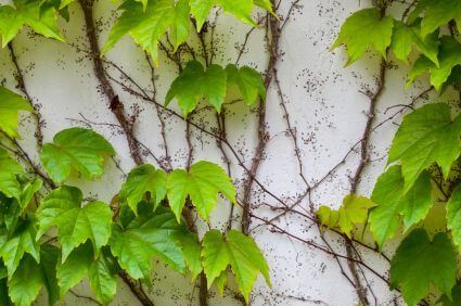 Vine on the exterior wall
