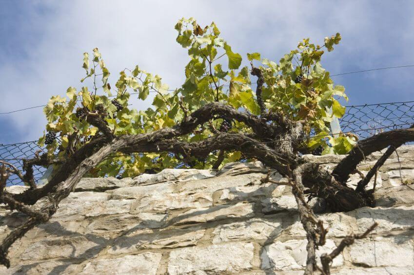 vine on the wall